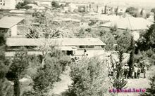 המאפיה בכפר תשל.jpg